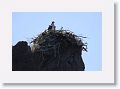 Day2-AM-LasAnimas - 66 * Another Osprey nest. * Another Osprey nest.